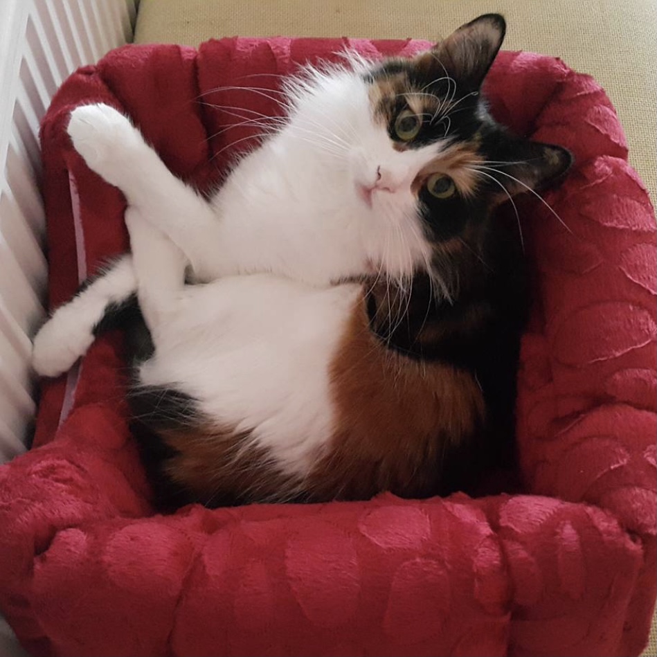 Küçük Bir Ev Kedisi