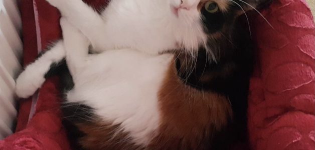 Küçük bir Kedi Hikayesi